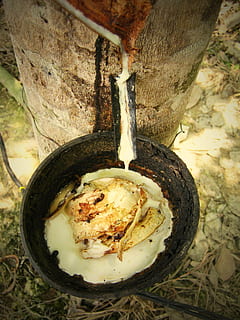 árvore de borracha marrom, látex, borracha, árvore de goma, árvore, tropical, Ásia, agricultura, plantação, indústria, floresta, tronco, tigela, colheita, Comida, comida e bebida, fechar-se, ninguém, frescura, tronco de árvore, dia, visão de alto ângulo, utensílio de cozinha, ainda vida, ovo, Alimentação saudável, bem-estar, natureza, plantar, pronto para comer, metal, terra, 2K, CC0, domínio público, royalty free