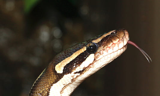 Schlange, Kugelpython, Python Regius, Schönheit, braun, Ballpyhton, Mojave, Kopf, exotisch, schließen, Constrictor, ungiftig, Boa, Tier, terraristik, Reptil, Mäusejäger, Rahmen, Gelb, ein Tier, Tierthemen, Tierwelt, Tiere in freier Wildbahn, Wirbeltier, Nahansicht, Fokus auf den Vordergrund, Tierkörperteil, Tierkopf, keine Leute, Tag, Natur, giftig, Warnschild, Zeichen, Tiermarkierungen, draußen, Tierzunge, Tierauge, Tierwaage, Tiermund, 4K, CC0, gemeinfrei, lizenzfrei