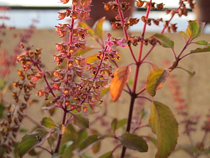 basilikum, urt, hellige basilikum, plante, vækst, blomst, blomstrende plante, skønhed i naturen, tæt på, natur, friskhed, dag, plante del, skrøbelighed, blad, lyserød farve, sårbarhed, ingen mennesker, selektiv fokusering, træ, afdeling, fokus på forgrunden, udendørs, 5K, CC0, offentligt domæne, royaltyfrie