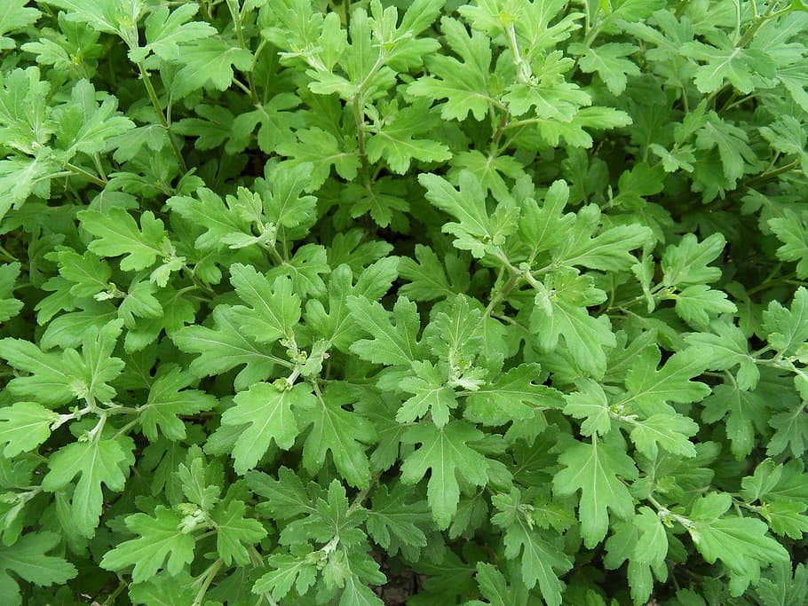 piante, salviette, foglia, colore verde, parte vegetale, crescita, pianta, fotogramma intero, natura, sfondi, bellezza nella natura, nessuno, giorno, vista dall'alto, avvicinamento, all'aperto, campo, freschezza, terra, fragilità, vulnerabilità, erba, 2K