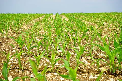 corn field, corn, field, arable, young plants, frisch, agriculture, cornfield, crops, food, fodder maize, corn plant, plant, young, cultivation, agricultural economics, nature, grow, rural Scene, farm, growth, land, outdoors, summer, leaf, green Color, crop, landscape, corn - crop, cereal plant, food and drink, vegetable, environment, day, no people, plantation, 5K, CC0, public domain, royalty free