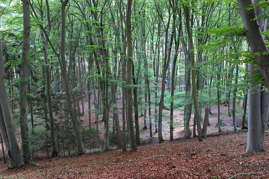 foresta decidua, foresta, alberi, natura, paesaggio, le foglie, tribù, foreste, estetico, autunno, libro, albero, pianta, crescita, terra, la tranquillità, tronco d'albero, tronco, scena tranquilla, bellezza nella natura, bosco, scena non urbana, giorno, scenics - natura, colore verde, a distanza, nessuno, boschetto di bambù, sentiero, bambù - pianta, all'aperto, treelined, 4K