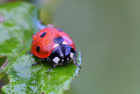 Ladybug, Macro, Nature, Bug, Dew, insects, plant, garden, animals, drops, morning, water, insect, beetle, animal, red, close-up, leaf, green Color, spotted, grass, small, environment, summer, beauty In Nature, wildlife, springtime, one animal, animal themes, animals in the wild, animal wildlife, invertebrate, plant part, no people, day, outdoors, selective focus, 1080P, CC0, public domain, royalty free