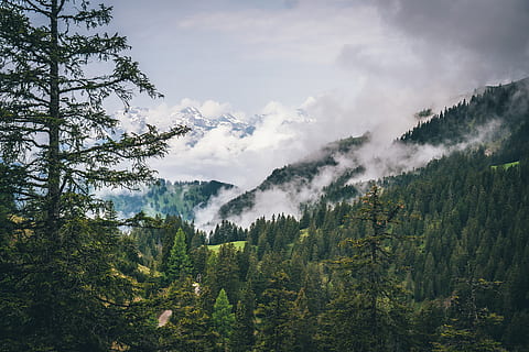 Wald, bedeckt, Weiß, dick, Nebel, tagsüber, Berg, Hundefoto, Foto, Baum, Wolke, Kiefer, Natur, Landschaft, szenen, draußen, Schönheit in der Natur, Himmel, grüne Farbe, Sommer-, wolke - himmel, keine Leute, Gebirge, Pflanze, Szenen - Natur, ruhige Szene, Wachstum, Ruhe, Nicht-städtische Szene, Land, Tag, Umgebung, idyllisch, Nadelbaum, Kiefernwald, 5K, CC0, gemeinfrei, lizenzfrei