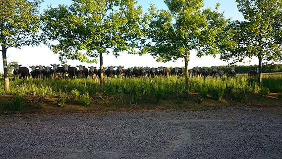 tree, autumn, ko, plant, land, field, growth, landscape, nature, green color, agriculture, sky, grass, environment, group of animals, day, animal, animal themes, cattle, no people, mammal, livestock, outdoors, herd, herbivorous, 4K, CC0, public domain, royalty free