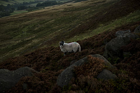 foto, blanc, ovelles, camp, marró, herba, rock, muntanya, llana, turó, amarrar, naturalesa, tardor, West Yorkshire, temes d'animals, mamífer, animal, un animal, bestiar, animals domèstics, vertebrats, nacional, fauna animal, cap gent, mascotes, sòlid, paisatge, medi ambient, rock - object, dia, terra, a l'aire lliure, herbívors, 5K, CC0, domini públic, lliure de regalies