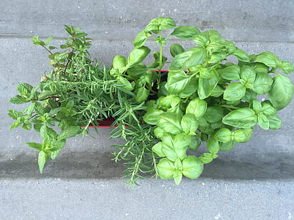 green leafed plant, Basil, Mint, Rosemary, Leaf, Ingredient, natural, cooking, herb, herbal, green, spice, organic, garden, medicine, vegetarian, aromatic, seasoning, fresh, green color, food and drink, healthy eating, freshness, vegetable, food, plant, growth, nature, no people, plant part, high angle view, directly above, day, wellbeing, beauty in nature, outdoors, close-up, city, 2K, CC0, public domain, royalty free
