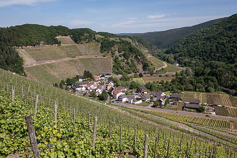 vinice, víno, vinařství, marienthal, vinná réva, révy, Německo, ahr valley, červené víno turistické stezky, hory, vrchovina, údolí, řeka, zemědělství, hospodařit, venkovské scény, pole, oříznutí, krajina, rostlina, přistát, životní prostředí, architektura, růst, Příroda, strom, scenics - příroda, stavba, nikdo, budova, exteriér budovy, venku, krása v přírodě, plantáž, dělání vína, 5K, CC0, veřejná doména, bez autorských práv