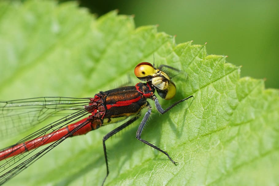 damselfly, a zbura, frunze, natură, in afara, a închide, macro, nevertebrat, insectă, animale tematice, animale în sălbăticie, animale sălbatice, un animal, animal, parte a plantelor, Culoarea verde, plantă, nici o persoana, să se concentreze asupra primelor elemente, animal aripă, zi, în aer liber, selectiv, zoologie, ochi de animale, 5K