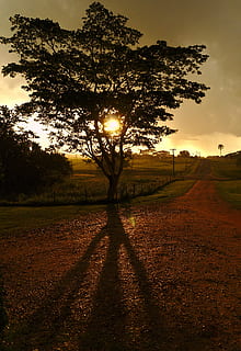 træ, solnedgang, skygge, støvregn, grus, vej, himmel, sollys, landskab, natur, farve, udendørs, plante, Mark, jord, ro, sol, skønhed i naturen, rolig scene, miljø, scenics - natur, ingen mennesker, vækst, linseflare, 5K, CC0, offentligt domæne, royaltyfrie