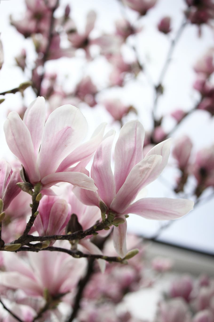 vacances de primavera, bogeria de marxa, avançar, floració de primavera, arbre amb flors, com fotografiar arbres en flor, flor blanca, flor, flor de cirerer, color rosa, primavera, fragilitat, arbre, cirerer, branca, pètal, planta, planta amb flors, frescor, bellesa a la natura, creixement, vulnerabilitat, primer pla, inflorescència, naturalesa, dia, cap de flor, cap gent, a l'aire lliure, pol·len, 5K