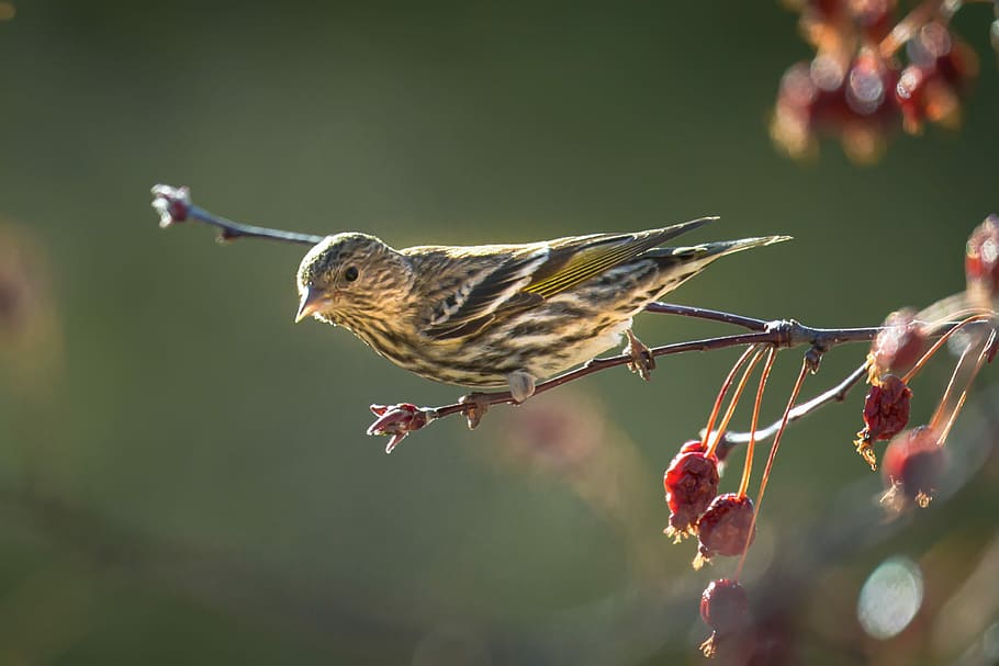 siskin pinus, Abu-abu, kuning, burung, bertengger, cabang pohon, paruh, hinggap, cabang, ranting, hewan, tema binatang, satwa liar hewan, binatang di alam liar, bertulang belakang, satu binatang, penerbangan, tidak ada orang, makanan, alam, menanam, fokus selektif, merapatkan, buah, hari, fokus pada latar depan, di udara, makanan dan minuman, 2K