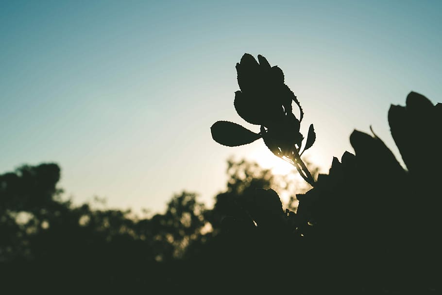 selectiu, focalitzar la fotografia, negre, fulles, planta, foto, plantes, daurat, hores, posta de sol, naturalesa, silueta, cel, sol, sony a6500, bosc, nopal, creixement, bellesa a la natura, full, part de la planta, llum solar, primer pla, cap gent, a l'aire lliure, centrar-se en primer pla, arbre, frescor, tranquil·litat, retroil·luminat, dia, fragilitat, 5K