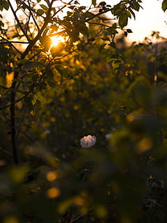 bianca, fiore petalo, circondato, verde, le foglie, selettivo, fotografia a fuoco, rosa, fioritura, tramonto, fiore, Alba, crepuscolo, twlight, albero, natura, foglia, pianta, ramo, all'aperto, stagione, avvicinamento, luce del sole, nessuno, bellezza nella natura, colore verde, freschezza, estate, frutta, cibo e bevande, agricoltura, crescita, messa a fuoco selettiva, cibo, giorno, parte vegetale, mangiare sano, 8K, CC0, dominio pubblico, privo di copyright