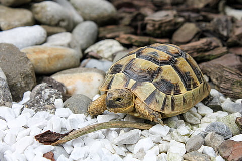 broasca testoasa, târâtoare, testoasa, animale tematice, animale sălbatice, animal, animale în sălbăticie, solid, animale vertebrate, un animal, obiect de rocă, stâncă, coajă, coajă de animale, natură, nici o persoana, obiect de piatră, a închide, să se concentreze asupra primelor elemente, zi, în aer liber, tortoise shell, marin, prundiș, 2K, CC0, domeniu public, fără drepturi de autor
