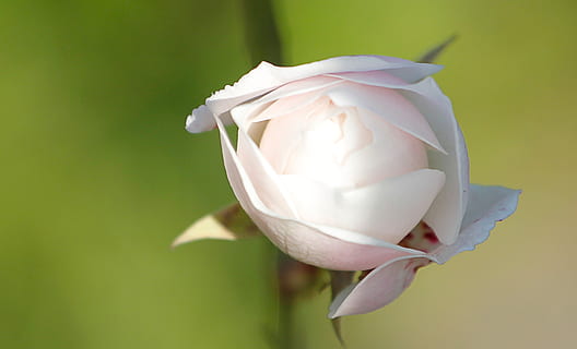 Rosa, Bianca, primavera, flors de primavera, arbres, blanc, naturalesa, flor, planta amb flors, planta, primer pla, cap gent, fragilitat, vulnerabilitat, pètal, bellesa a la natura, inflorescència, Color blanc, cap de flor, frescor, flor de roses, paper, tir de l'estudi, fons de colors, paper arrugat, fons verd, bola de paper arrugat, 1080P, CC0, domini públic, lliure de regalies