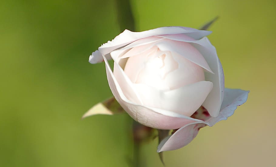 Rosa, Bianca, primavera, flors de primavera, arbres, blanc, naturalesa, flor, planta amb flors, planta, primer pla, cap gent, fragilitat, vulnerabilitat, pètal, bellesa a la natura, inflorescència, Color blanc, cap de flor, frescor, flor de roses, paper, tir de l'estudi, fons de colors, paper arrugat, fons verd, bola de paper arrugat, 1080P