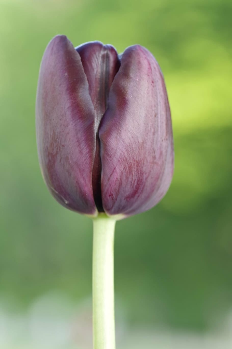 tulipa, negre, marró, verticalment, solter, els pètals, brillant, la tija, parc, jardí, tassa, primer pla, flor, planta, planta amb flors, bellesa a la natura, frescor, vulnerabilitat, fragilitat, creixement, tija de la planta, pètal, centrar-se en primer pla, naturalesa, color rosa, cap gent, inflorescència, cap de flor, dia, a l'aire lliure, porpra, 5K