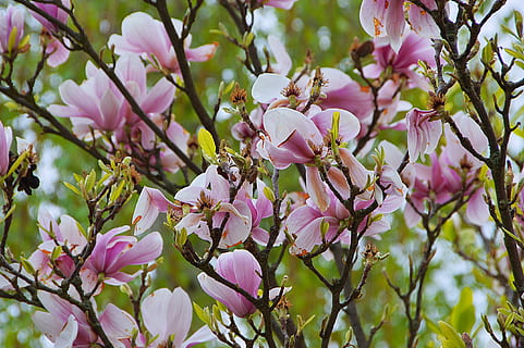 vår, blomst, vårblomstring, natur, gren, romantisk, rosa, farge, blomster, hage, blomstrende plante, anlegg, rosa farge, skjørhet, skjønnhet i naturen, vekst, sårbarhet, tre, friskhet, petal, nærbilde, blomstre, våren, ingen folk, dag, inflorescence, blomsterhodet, utendørs, kirsebærblomst, 2K, CC0, offentlig domene, opphavsrett gratis