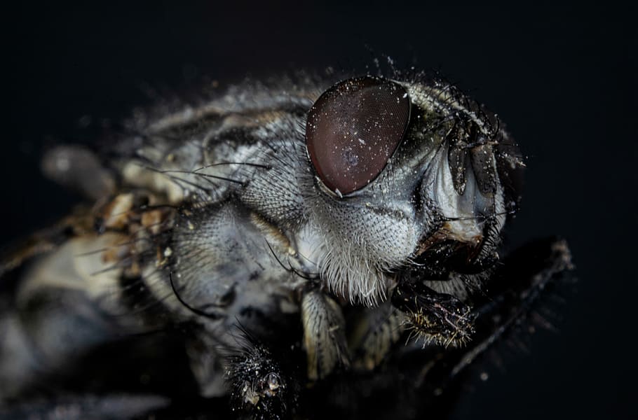 Verbindung, fliegen, Makro, schließen, Insekt, Fliegenauge, Nahansicht, Makrofotografie, Insektengarten, Insektenfoto, Moskito, Facettenaugen, whopper, Insektenmakro, Makrofoto, behaart, Fluginsekt, Struktur, Silber-, Tierthemen, Tier, ein Tier, Tierwelt, wirbellos, Tierkörperteil, Tiere in freier Wildbahn, Auge, keine Leute, Tierauge, Tierkopf, Haar, extreme Nahaufnahme, Tierhaar, Natur, schwarzer Hintergrund, Gliederfüßer, Vergrößerung, Tierbein, 4K
