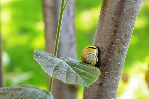 siput, kerang laut, kulit, hazel, hijau, kesendirian, dalam perjalanan, alam, daun, merapatkan, menanam, moluska, hewan, tema binatang, satwa liar hewan, satu binatang, gastropoda, invertebrata, batang pohon, kulit binatang, pohon, binatang di alam liar, hari, fokus pada latar depan, bagasi, tidak ada orang, di luar rumah, merangkak, kecil, 4K, CC0, domain publik, bebas royalti
