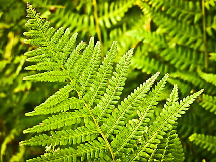 green plant leaf, botany, ecosystem, flora, forest, green, jungle, kahurangi-national-park, leaf, new-zealand, plant, rainforest, green color, growth, plant part, close-up, beauty in nature, fern, nature, no people, focus on foreground, day, selective focus, natural pattern, tree, outdoors, sunlight, backgrounds, full frame, pattern, leaves, 4K, CC0, public domain, royalty free