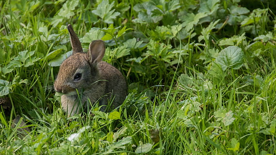coniglio, prato, parco, getto, città, prato, parco, verde, natura, creatura, animale, carina, erba, pelliccia, coniglio selvatico, orecchio, mammifero, fotografia naturalistica, roditore, giovani animali, conigli selvatici, un animale, animali allo stato selvatico, fauna selvatica, temi animali, pianta, colore verde, crescita, vertebrato, terra, nessuno, giorno, campo, coniglio - animale, parte vegetale, foglia, all'aperto, erbivoro, 5K, CC0, dominio pubblico, privo di copyright