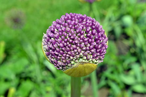 klostertistel, blomst, makro, tæt, blomstre, flor, blomsterhoved, natur, plante, lilla, tæt på, sommer, blad, blomstrende plante, sårbarhed, friskhed, skrøbelighed, skønhed i naturen, vækst, blomsterstand, kronblad, fokus på forgrunden, dag, ingen mennesker, grøn farve, begyndelser, botanik, 2K, CC0, offentligt domæne, royaltyfrie