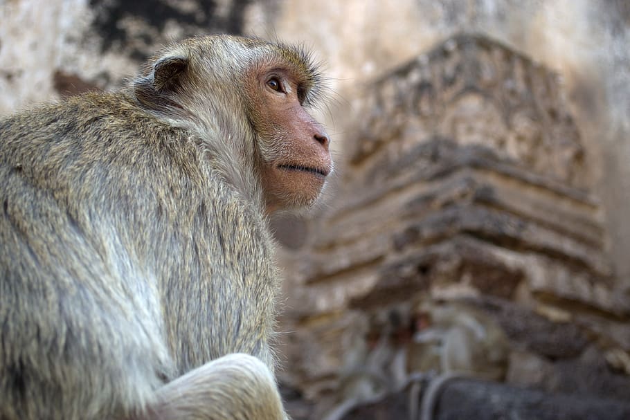 maimuţă, macac, animale, natură, nu există rezidențiale, ochi, animal, mamifer, arhiepiscop, animale sălbatice, Asia, ședință, animale în sălbăticie, drăguţ, animale și animale de companie, pădure tropicală, un animal, animale tematice, zi, in cautarea, babuin, animale vertebrate, nici o persoana, să se concentreze asupra primelor elemente, în aer liber, copac, păr, vizualizare profil, 4K
