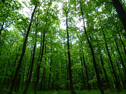 Wald, Bäume, Priroda, Laub, Natur, Baum, grüne Farbe, Bambushain, Schönheit in der Natur, Pflanze, Land, Ruhe, Wachstum, ruhige Szene, Flachwinkelansicht, Baumstamm, Kofferraum, keine Leute, Nicht-städtische Szene, Fülle, Szenen - Natur, Bambus, Bambuspflanze, große Höhe, draußen, Regenwald, Baumkrone, 4K, CC0, gemeinfrei, lizenzfrei