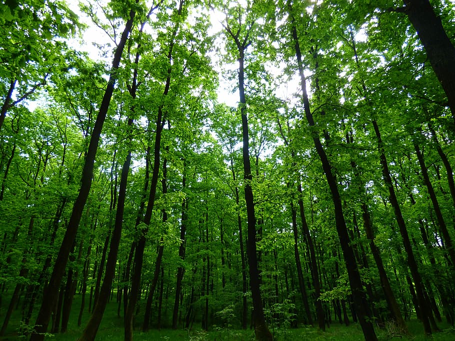 les, stromy, priroda, listy, Příroda, strom, zelená barva, bambusový háj, krása v přírodě, rostlina, přistát, klid, růst, klidné scény, nízký úhel pohledu, kmen stromu, kufr, nikdo, mimoměstské scény, hojnost, scenics - příroda, bambus, bambus - rostlina, vysoká - vysoká, venku, deštný prales, strom baldachýn, 4K