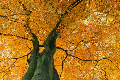 tree, nature, case, autumn, plant, change, orange color, tree trunk, trunk, beauty in nature, branch, growth, plant part, leaf, outdoors, day, low angle view, land, tranquility, no people, forest, tree canopy, fall, 4K, CC0, public domain, royalty free
