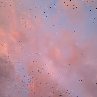 ciel, le coucher du soleil, soleil couchant, des nuages, pittoresque, des oiseaux, vol d'oiseaux, romantique, rémanence, bleu, rose, oiseau, vertébré, en volant, thèmes animaux, nuage - ciel, animal, animaux à l'état sauvage, la faune des animaux, groupe d'animaux, faible angle de vue, en plein air, grand groupe d'animaux, personne, la nature, beauté dans la nature, arrière-plans, violet, 1080P, CC0, domaine public, libre de droits