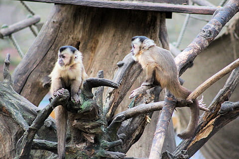capuchin abe, Zoo, abe, äffchen, Capuchins, dyr, dyreliv, pattedyr, udendørs, dag, ingen mennesker, dyr i naturen, primat, træ, gruppe af dyr, to dyr, hvirveldyr, afdeling, sidder, plante, natur, træ - materiale, dyre familie, omsorg, 5K, CC0, offentligt domæne, royaltyfrie