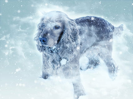 lung acoperit, negru, alb, câine, acoperit, zăpadă, Cocker spaniol, iarnă, ninsoare, rece, mamifer, animal de companie, canin, drăguţ, animal, rasă, cățeluș, permanent, animale de companie, în aer liber, natură, animale tematice, un animal, temperatura rece, animale vertebrate, animale domestice, animale sălbatice, intern, nici o persoana, zi, animale în sălbăticie, mişcare, ninsorile, vreme extrema, viscol, erbivor, 4K, CC0, domeniu public, fără drepturi de autor