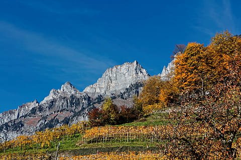 foto, catena montuosa, Marrone, alberi, chiaro, cielo, roccioso, montagna, albero, foglia, vigneto, collina, pianta, autunno, bellezza nella natura, scenics - natura, natura, scena tranquilla, paesaggio, la tranquillità, scena non urbana, modificare, ambiente, nessuno, terra, giorno, crescita, idilliaco, all'aperto, formazione, 8K, CC0, dominio pubblico, privo di copyright