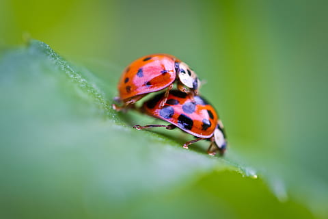 seçici, odak fotoğrafçılık, çiftleşme ladybugs, yeşil, Yaprak, uğur böceği, çift, eşleştirme, Aşk, yapraklar, doğa, makro, kapat, hayvan temaları, bir hayvan, hayvan yaban hayatı, hayvan, vahşi hayvanlar, böcek, omurgasız, kapatmak, seçici odak, bitki, bitki bölümü, yeşil renk, insansız, gün, açık havada, 5K, CC0, kamu malı, telif ücretsiz