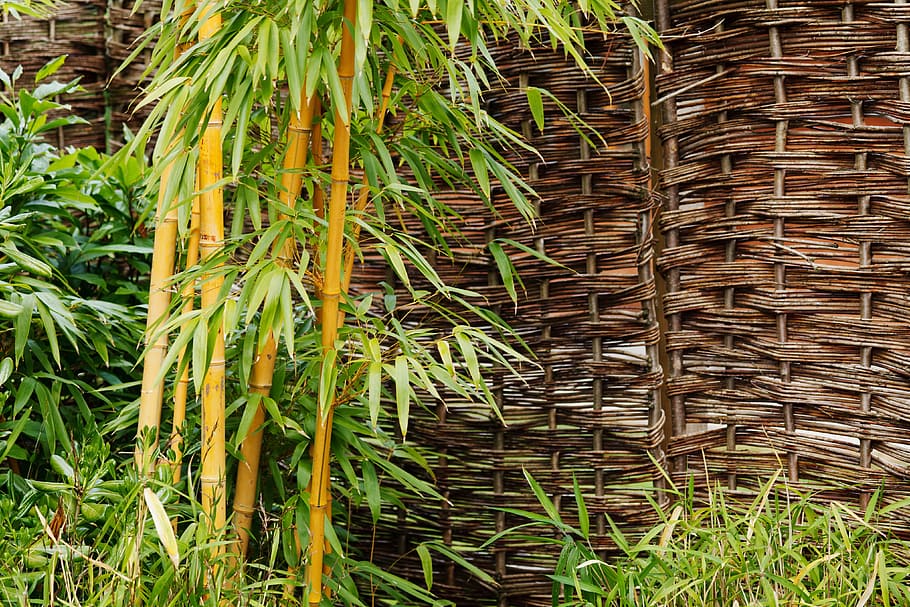 baggrund, bambus, botanisk, afdeling, have, grøn, blade, naturlig, natur, mønster, plante, stilk, træ, vækst, grøn farve, dag, bambus - plante, Mark, ingen mennesker, landbrug, jord, skønhed i naturen, udendørs, tæt på, afgrøde, blad, fuld ramme, plante del, ro, ris - kornplante, palmblad, 4K
