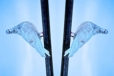 fons, mirall, reflexió, mirall, reflexió, il · lusió óptica, ocell, colom, cel, blau, cap gent, primer pla, a l'aire lliure, dia, naturalesa, cel clar, animal, centrar-se en primer pla, metall, temes d'animals, aigua, vertebrats, tir de l'estudi, hivern, temperatura de fred, corda, fons blau, post de fusta, 4K, CC0, domini públic, lliure de regalies