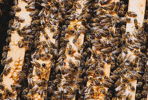Honigbienen, Herstellung, Wabe, Biene, Bienenstock, Insekt, Bienenstock, Bienenzucht, Biene, Imker, Bienenwabe, Imkerei, große Gruppe von Tieren, Honigbiene, Tierthemen, Tier, wirbellos, Tiere in freier Wildbahn, Gruppe von Tieren, Tierwelt, Schönheit in der Natur, Natur, Kolonie, Nahansicht, keine Leute, Vollbild, Tag, Zoologie, Marine, 4K, CC0, gemeinfrei, lizenzfrei
