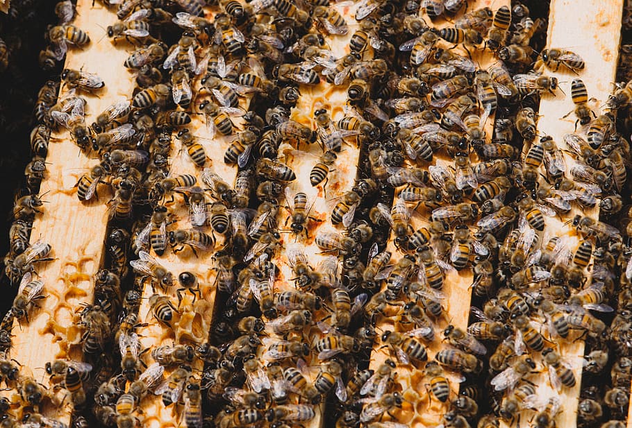 abelles mel, fabricació, pinta de mel, abella, rusc, insecte, rusc, apicultura, abella, apicultor, bresca, gran grup d’animals, mel d'abella, temes d'animals, animal, invertebrat, animals a la natura, grup d’animals, fauna animal, bellesa a la natura, naturalesa, colònia, primer pla, cap gent, marc complet, dia, zoologia, marí, 4K