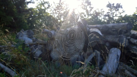 spider, web, sun, nature, spider Web, tree, plant, forest, animal, animal themes, land, no people, day, outdoors, close-up, sunlight, focus on foreground, one animal, animal wildlife, vertebrate, fragility, animals in the wild, growth, 1080P, CC0, public domain, royalty free