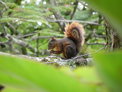 animals, squirrel, tree, animal, animal themes, mammal, animal wildlife, animals in the wild, one animal, branch, primate, nature, selective focus, plant, vertebrate, forest, rodent, no people, monkey, day, plant part, outdoors, 2K, CC0, public domain, royalty free