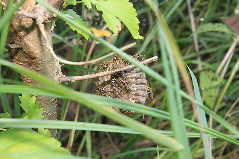 Wasp, Tree, Nest, Insects, Animal, Hive, natural, summer, sting, bug, stinger, colony, swarm, wildlife, striped, flying, pest, creature, one animal, animal themes, animals in the wild, animal wildlife, day, green color, plant, nature, selective focus, leaf, close-up, plant part, no people, land, field, growth, grass, high angle view, invertebrate, outdoors, 4K, CC0, public domain, royalty free