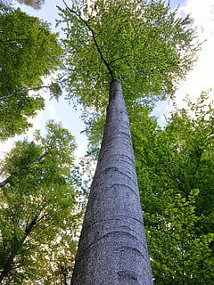 pădure, copac, primăvară, germina, crește, copac, primăvară, gri, verde deschis, trezire, calea pădurilor, latra, frunze, baldachin, cer, Buturuga, înălţime, natură, Culoarea verde, în aer liber, trunchi de copac, mediu inconjurator, ramură, înalt - înalt, plantă, vedere unghiulară joasă, zi, creştere, trompă, frumusețe în natură, nici o persoana, liniște, teren, o scenă liniștită, lumina soarelui, imediat mai jos, copac copac, 4K, CC0, domeniu public, fără drepturi de autor