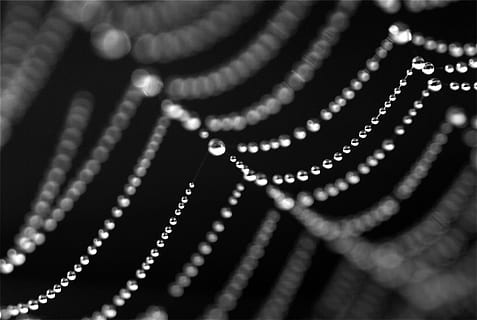 difuminar, atención, joyería, brillante, de cerca, cristal, diamante, nadie, collar, joyas de perlas, adentro, enfoque selectivo, foto de estudio, antecedentes, lujo, elegancia, riqueza, textil, de color negro, Moda, fondo negro, industria, centrarse en primer plano, sencillez, oscuro, florido, 4K, CC0, dominio público, libre de derechos