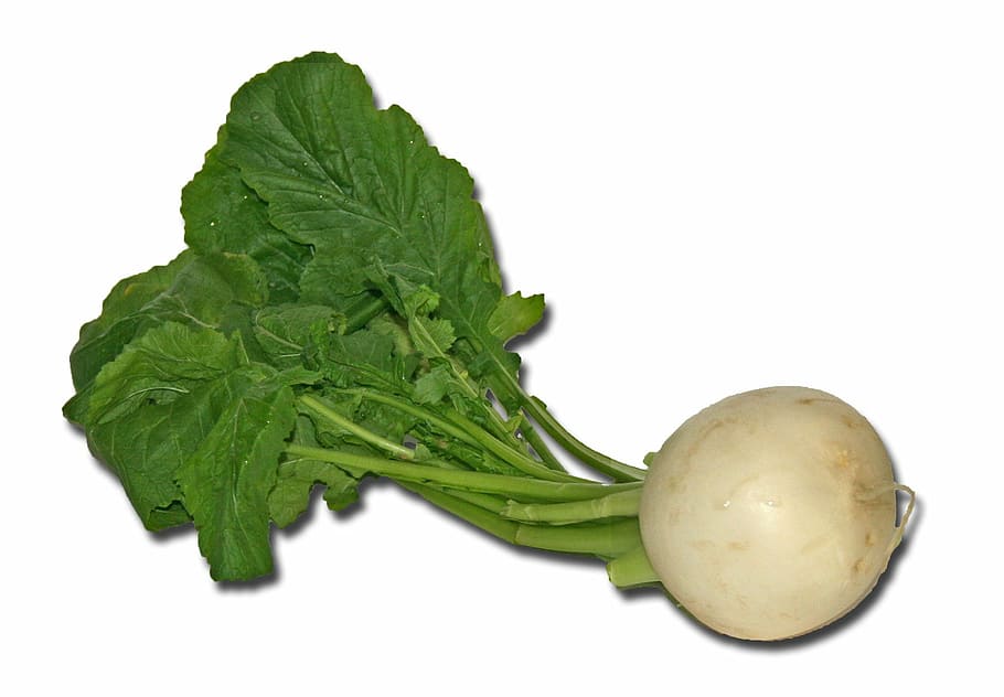 feniklová zelenina, vodnice, zelenina, kuchařka, vykořenit, zeleniny, jídlo, svěžest, organický, vegetariánské jídlo, list, Zdravé stravování, syrové potraviny, zemědělství, jídlo a pití, zelená barva, studio shot, vystříhnout, blahobyt, bílé pozadí, uvnitř, zelená, rostlinné části, nikdo, detail, bílá barva, zdravý životní styl, diety, 720P