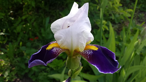 iris, fiore, primavera, sole, natura, iris, fiore, giardino, fiori di primavera, fiore luminoso, erba verde, dolce, odore, bellissimo, amore, fragrante, pianta, petalo, avvicinamento, bellezza nella natura, orchidea, testa di fiore, iris - pianta, macro, fiore singolo, un animale, temi animali, animali allo stato selvatico, crescita, pianta fiorita, vulnerabilità, fragilità, infiorescenza, freschezza, concentrarsi sulle conoscenze acquisite, viola, Colore bianco, giorno, nessuno, 4K, CC0, dominio pubblico, privo di copyright