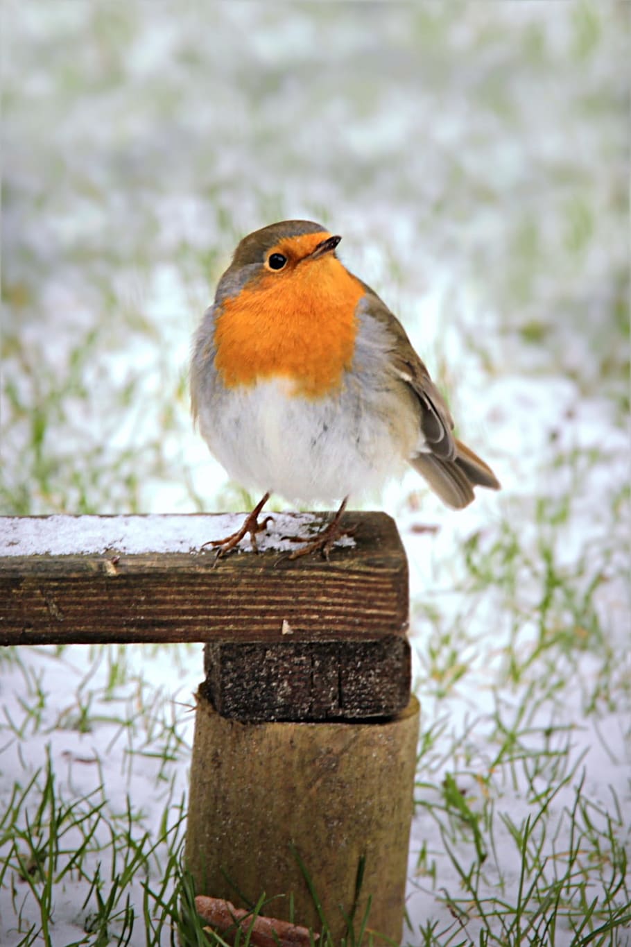 petit, ocell, posat, fusta, panell, robin, erithacus rubecula, hivern, jardí, alimentació, fauna animal, temes d'animals, animal, animals a la natura, un animal, vertebrats, centrar-se en primer pla, material de fusta, dia, cap gent, primer pla, bellesa a la natura, naturalesa, planta, a l'aire lliure, arbre, branca, 1080P