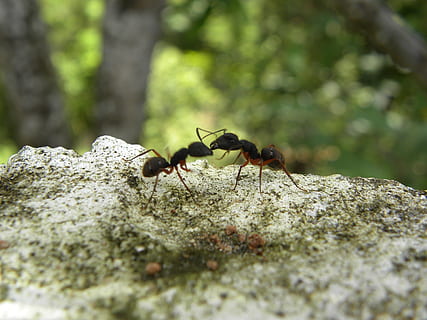 formigues, lluita, insectes, insecte, invertebrat, animal, temes d'animals, fauna animal, animals a la natura, enfocament selectiu, grup d’animals, primer pla, dia, formiga, sòlid, cap gent, rock, rock - object, naturalesa, dos animals, a l'aire lliure, zoologia, 2K, CC0, domini públic, lliure de regalies